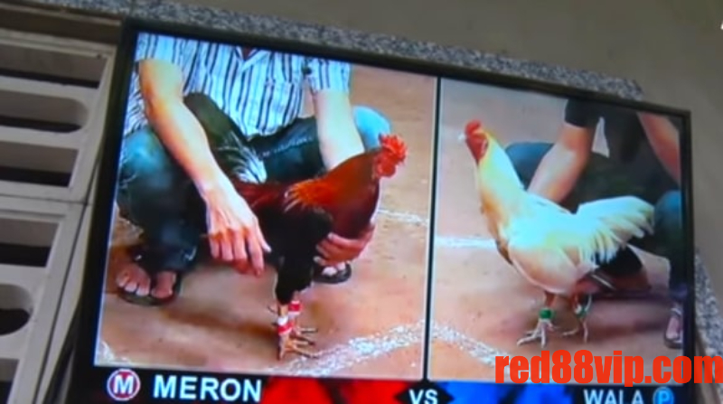 Đá gà online vs đá gà truyền thống