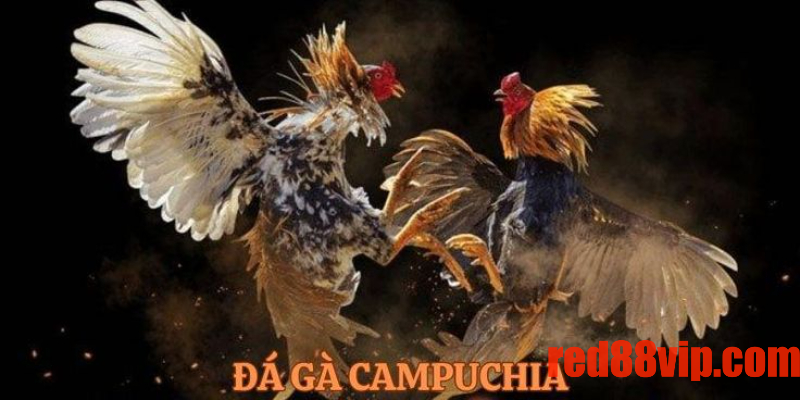 Đá gà thomo Campuchia được yêu thích